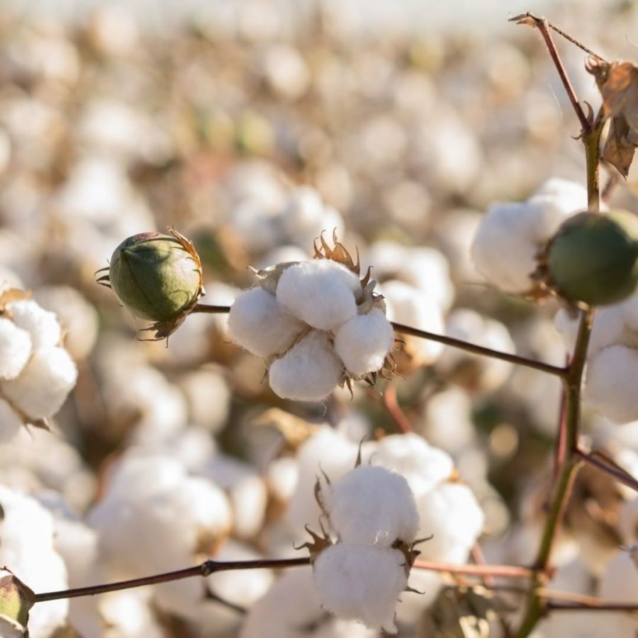 Organic cotton farming. Textile exchange. Claire Bergkamp, formerly of Stella McCartney, is now COO of Textile Exchange and on a mission to transform the fashion industry.