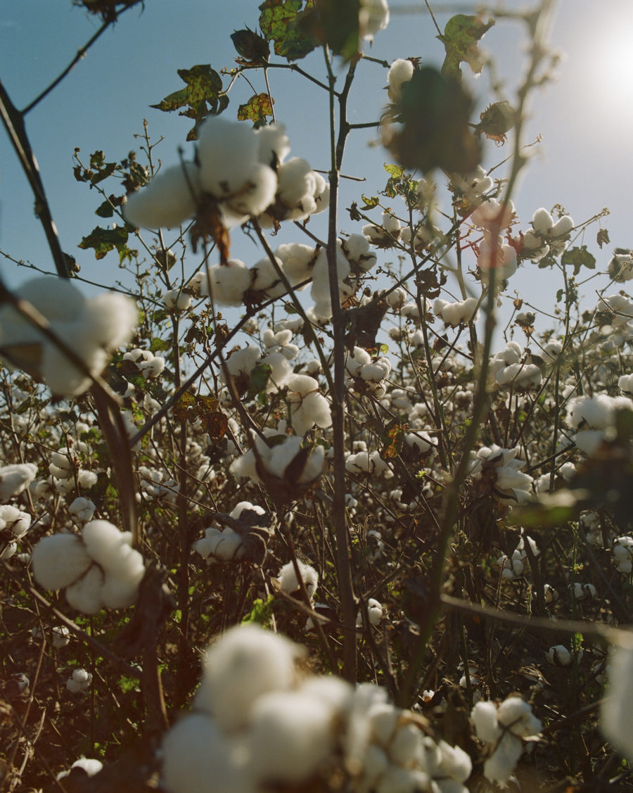 Citizens of Humanity has spent two-and-a-half years transforming the way its farmers grow cotton for its jeans. Could this be the future of denim we need?